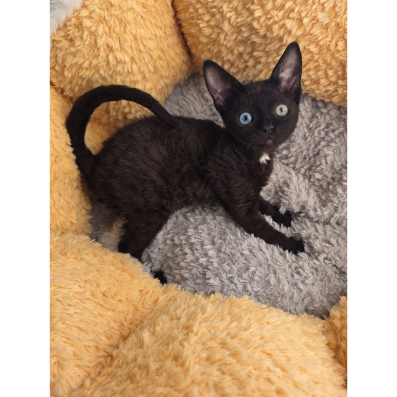 Devon Rex Mun