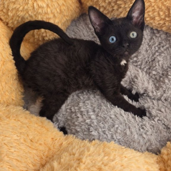 Devon Rex Mun