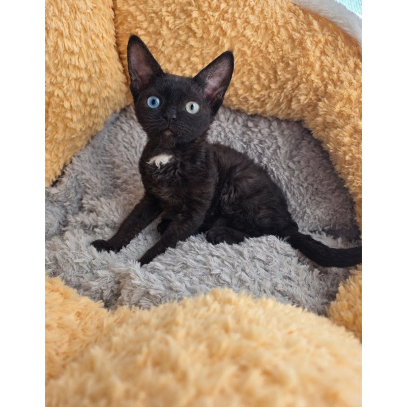 Devon Rex Mun