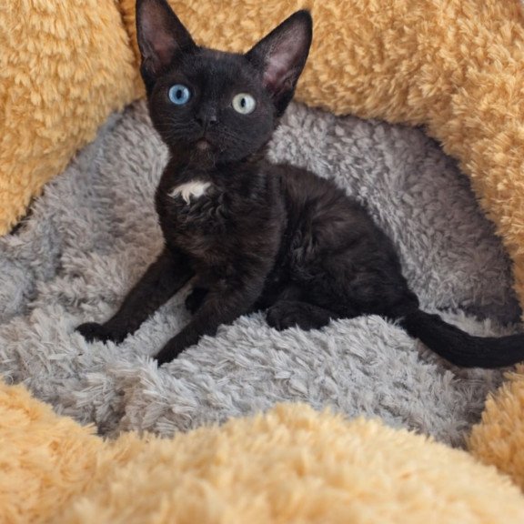 Devon Rex Mun