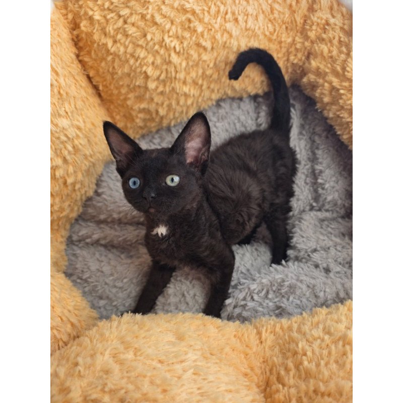 Devon Rex Mun