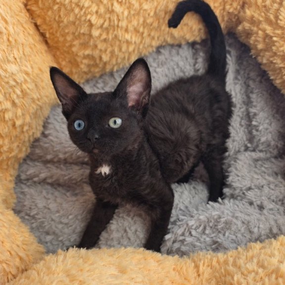 Devon Rex Mun