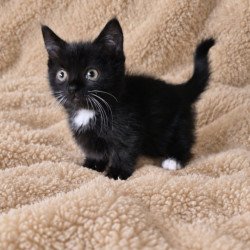 Munchkin Nuar