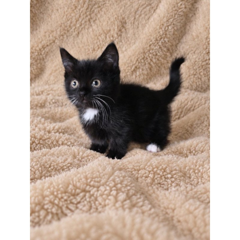 Munchkin Nuar