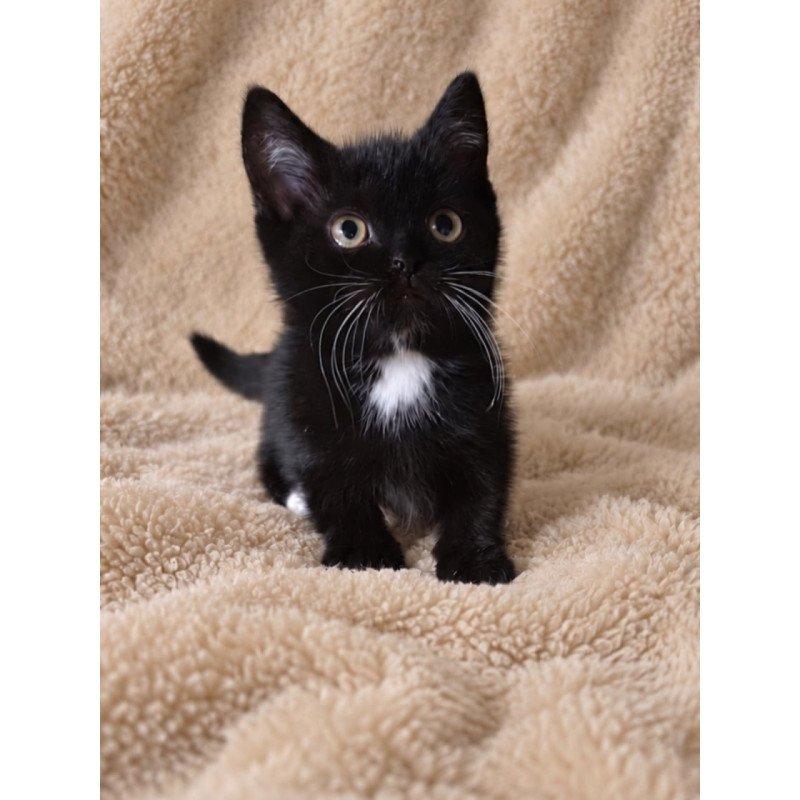 Munchkin Nuar