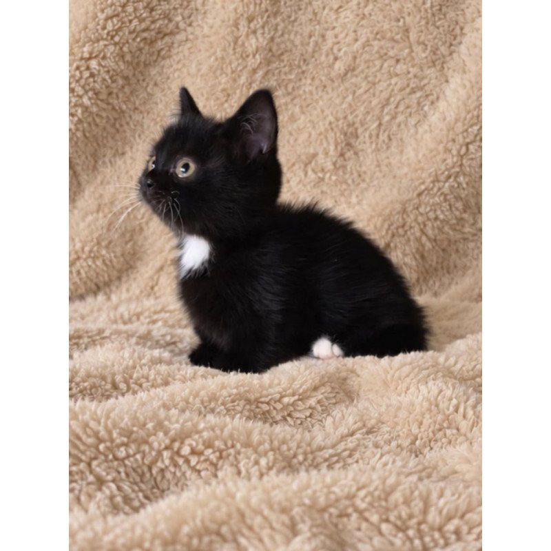 Munchkin Nuar