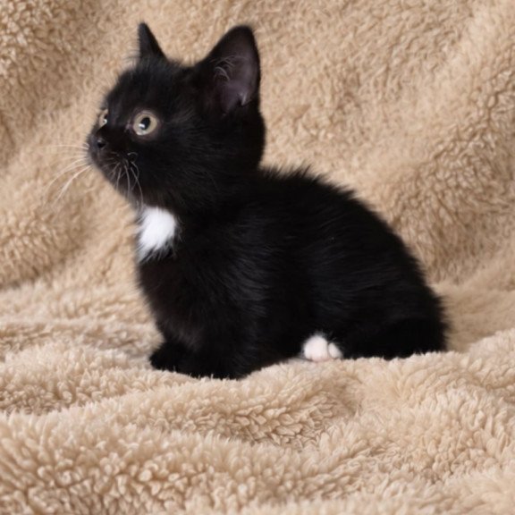 Munchkin Nuar
