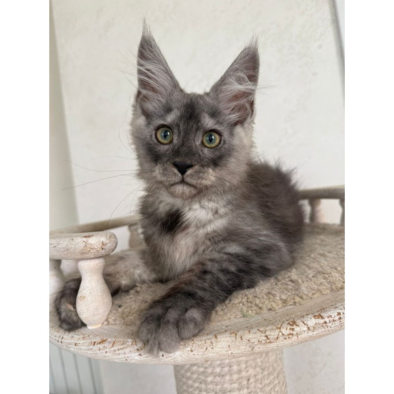 Maine Coon NOV Kupidon