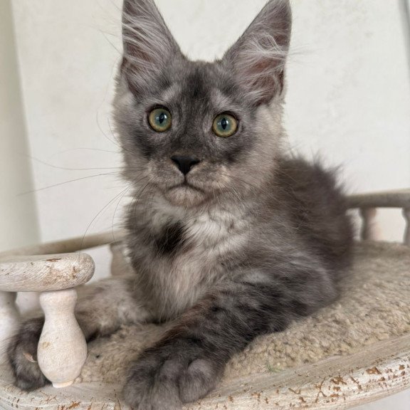 Maine Coon NOV Kupidon