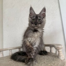 Maine Coon NOV Kupidon