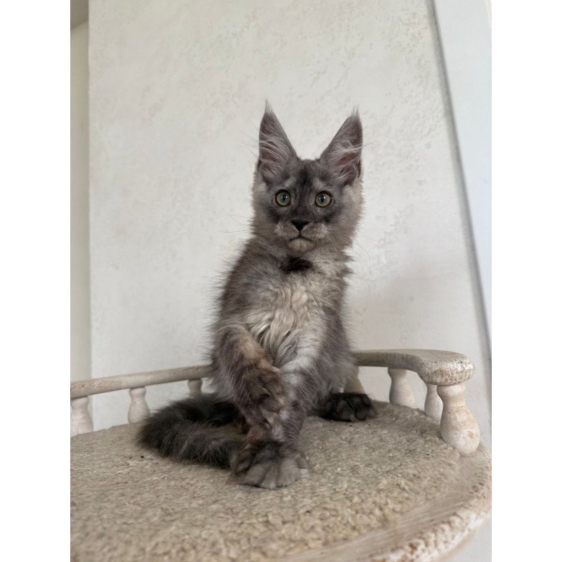 Maine Coon NOV Kupidon