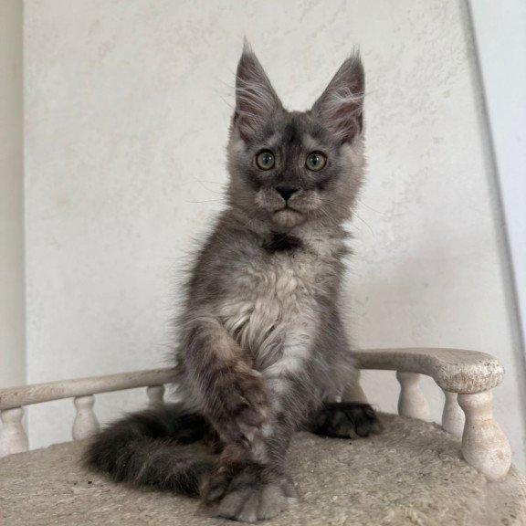 Maine Coon NOV Kupidon