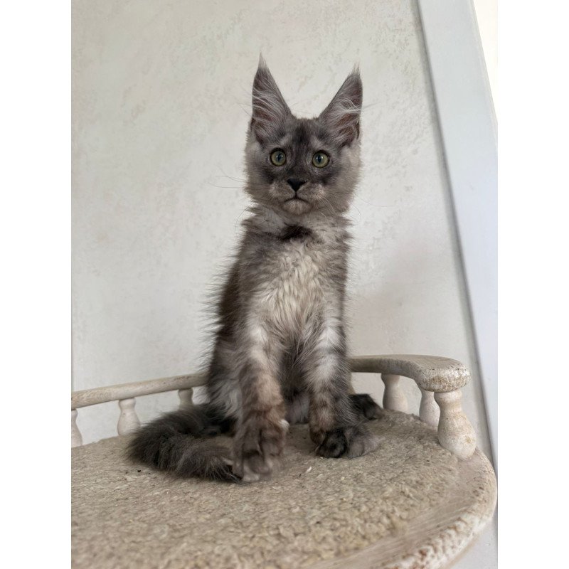 Maine Coon NOV Kupidon