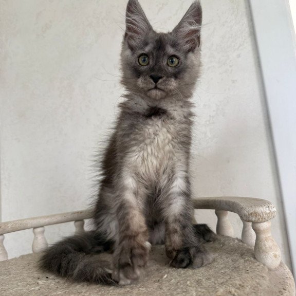 Maine Coon NOV Kupidon