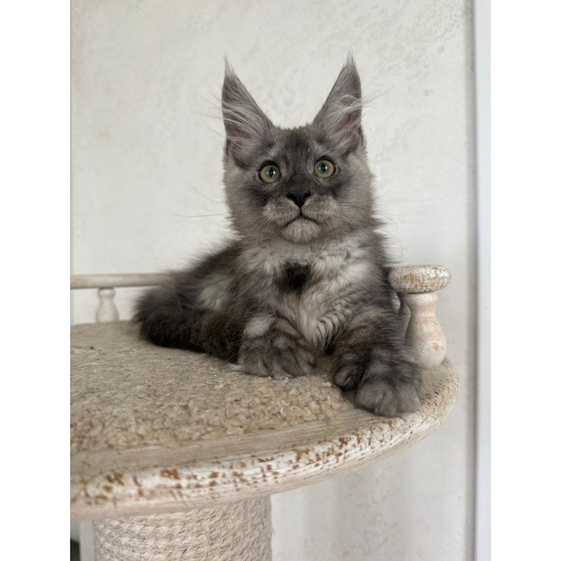 Maine Coon NOV Kupidon