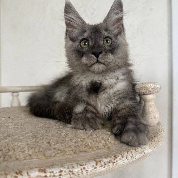 Maine Coon NOV Kupidon