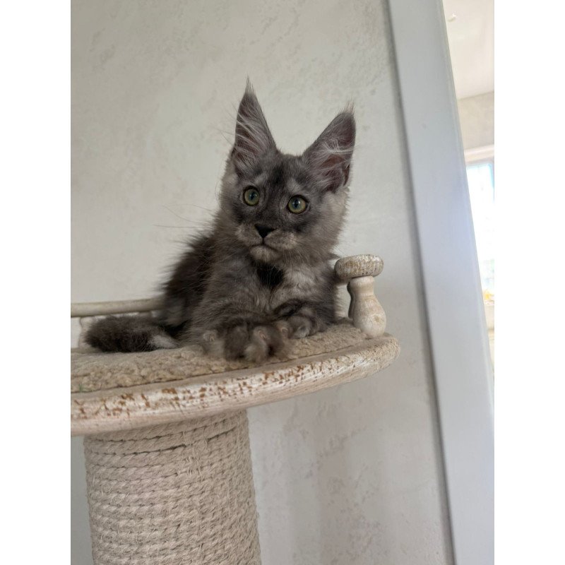 Maine Coon NOV Kupidon