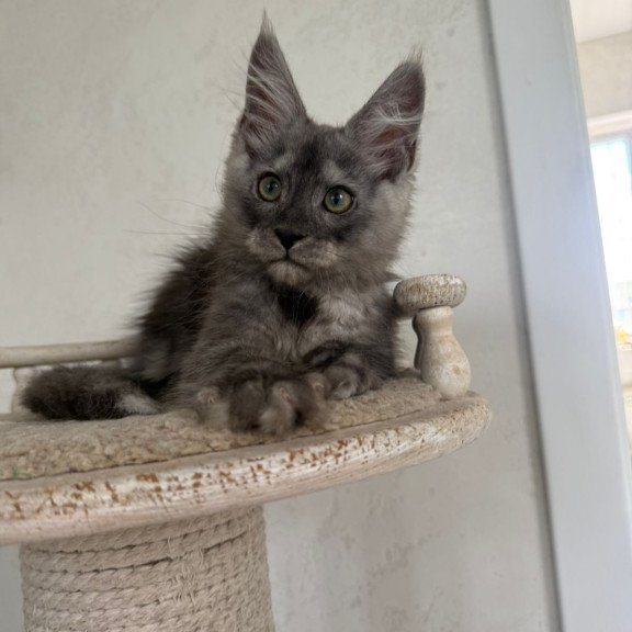 Maine Coon NOV Kupidon