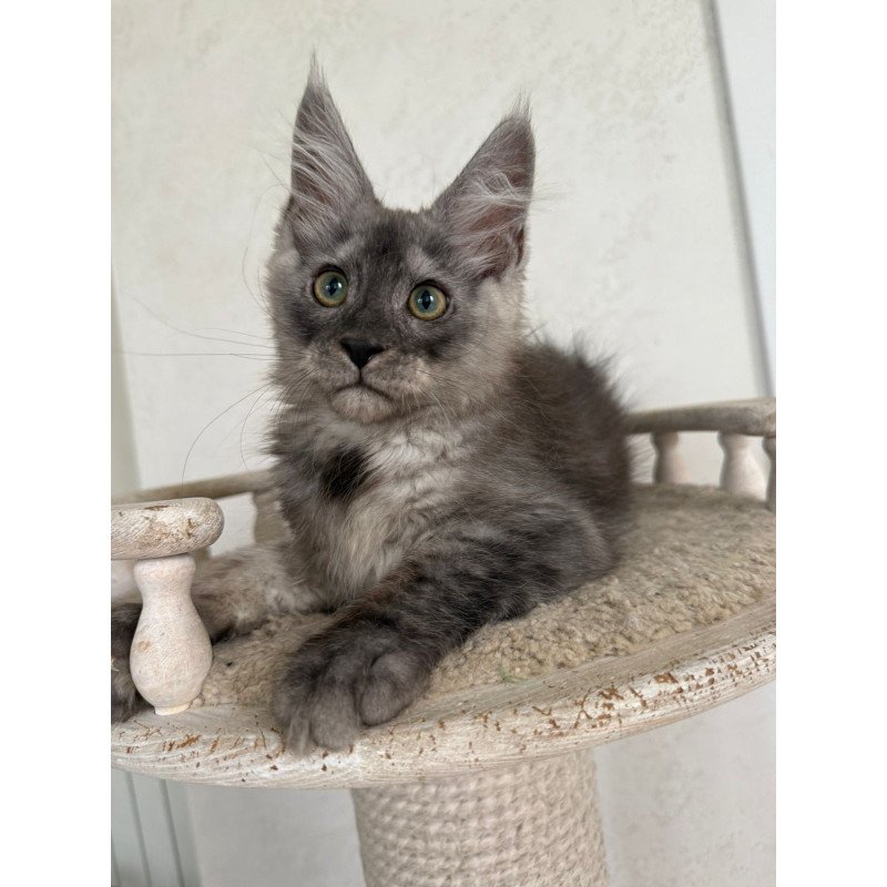 Maine Coon NOV Kupidon