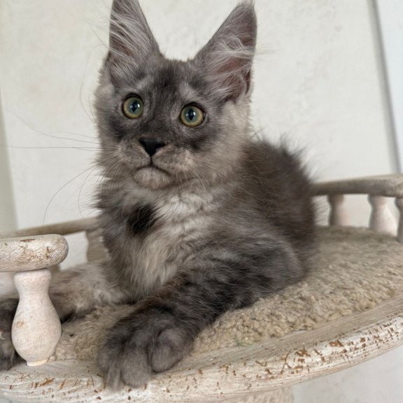 Maine Coon NOV Kupidon