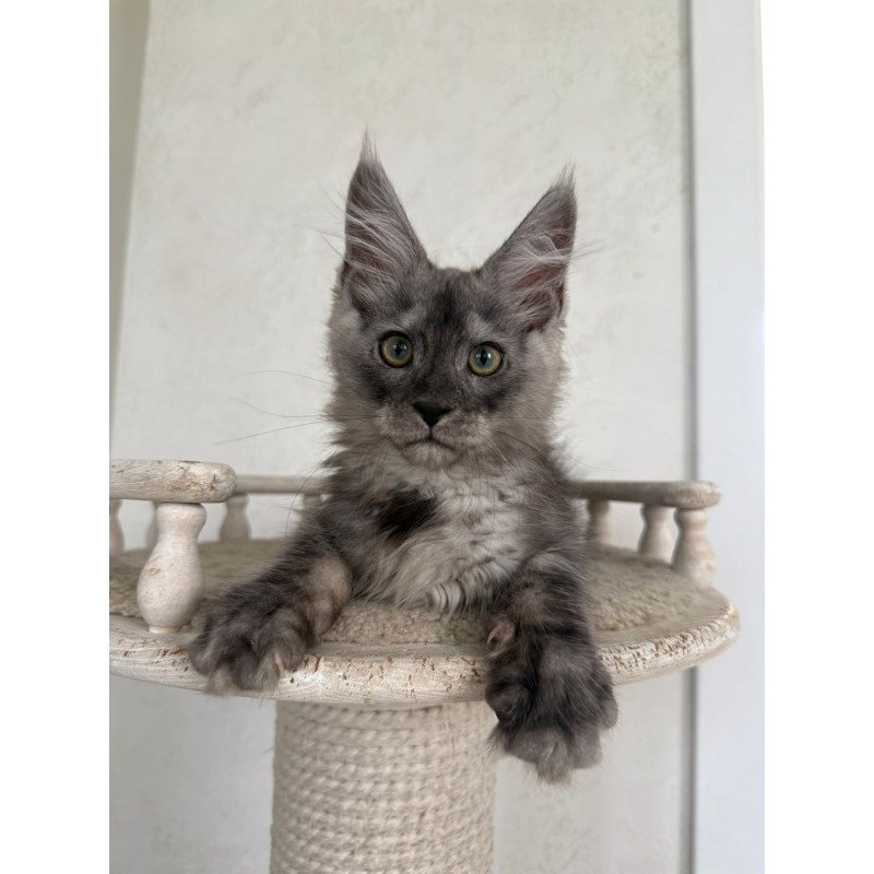 Maine Coon NOV Kupidon