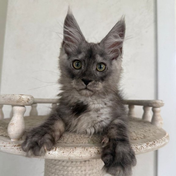 Maine Coon NOV Kupidon