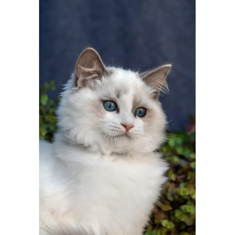 Ragdoll NOV Morris