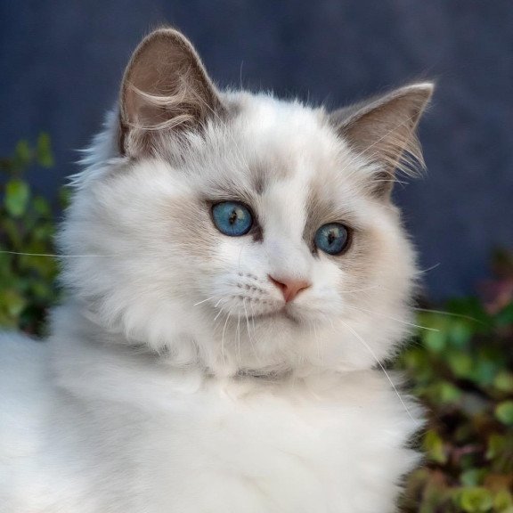 Ragdoll NOV Morris