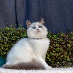 Ragdoll NOV Morris