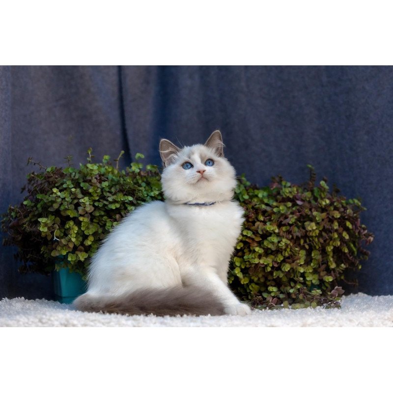 Ragdoll NOV Morris