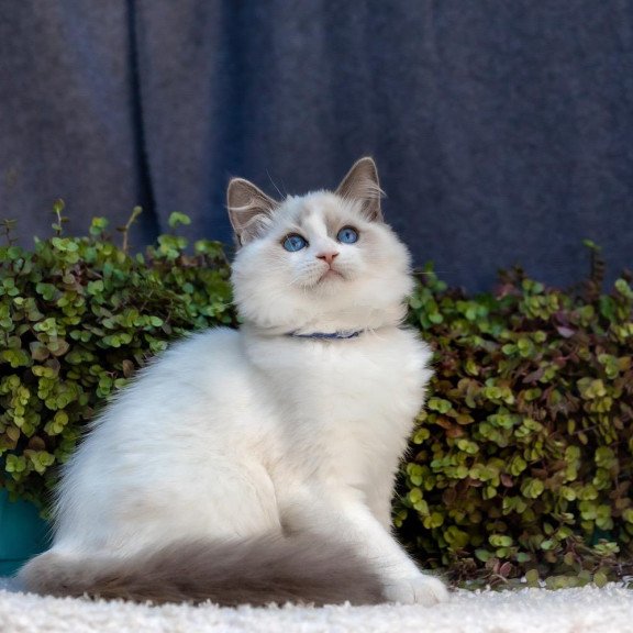 Ragdoll NOV Morris