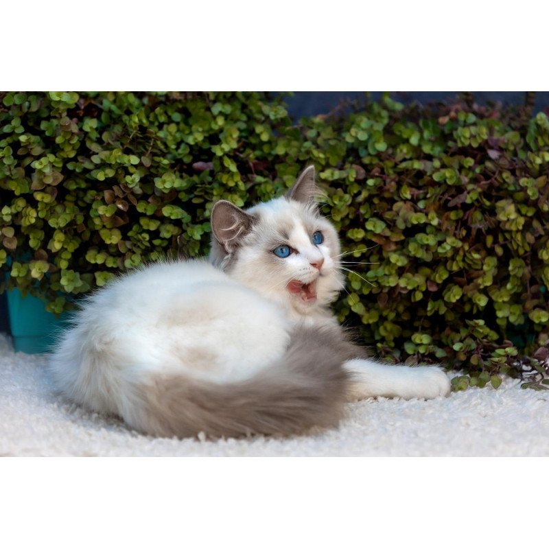 Ragdoll NOV Morris