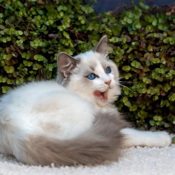 Ragdoll NOV Morris