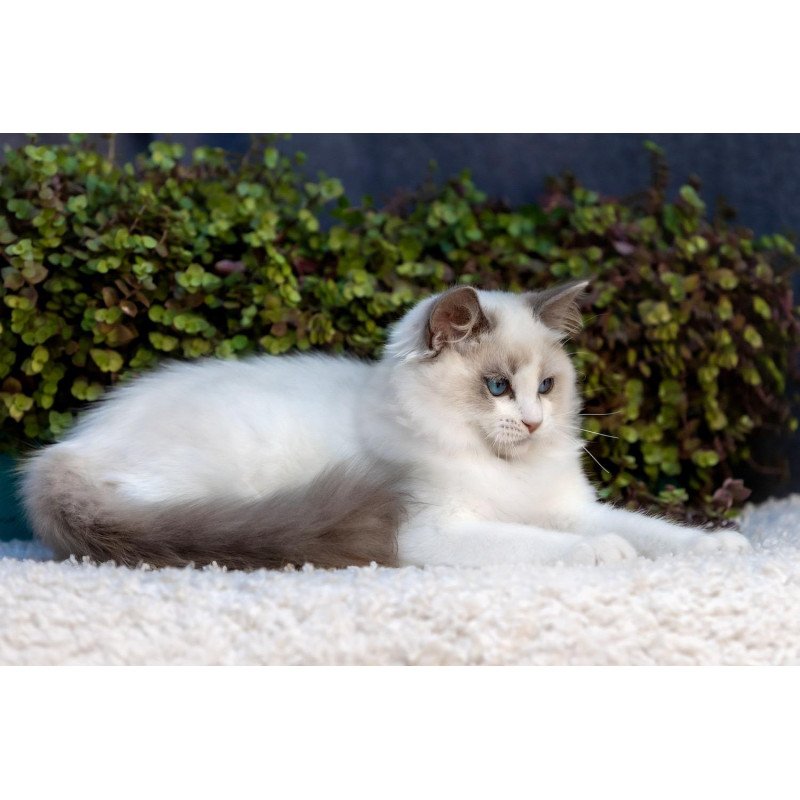 Ragdoll NOV Morris