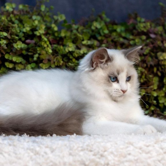 Ragdoll NOV Morris