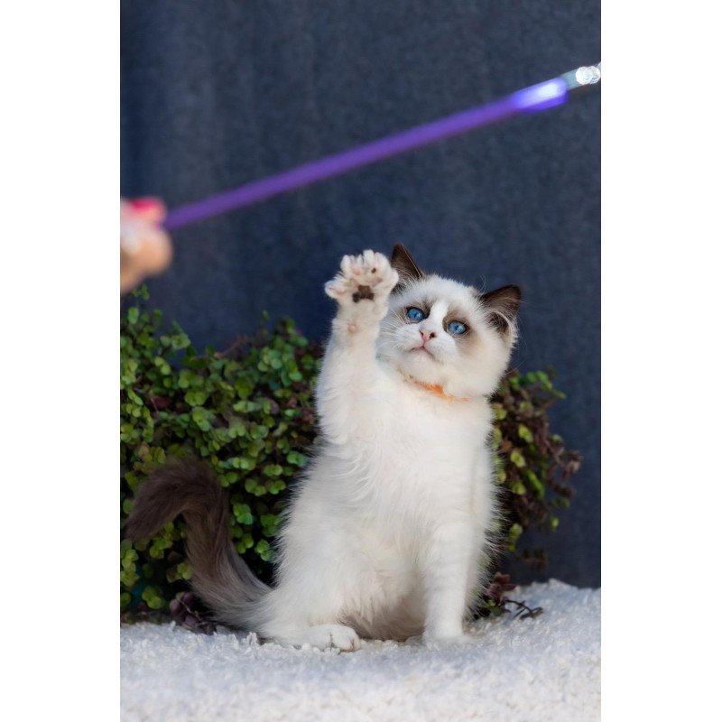 Ragdoll NOV Newton