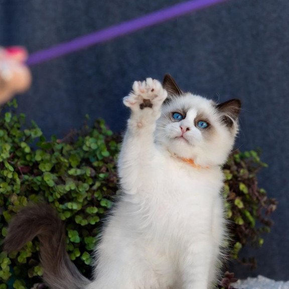 Ragdoll NOV Newton