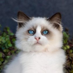 Ragdoll NOV Newton