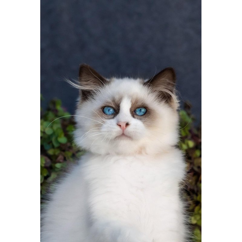 Ragdoll NOV Newton
