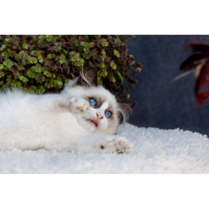 Ragdoll NOV Newton