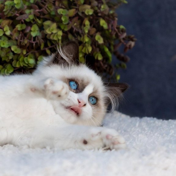Ragdoll NOV Newton