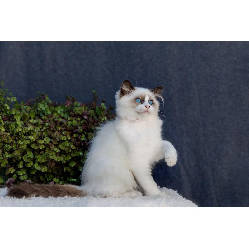 Ragdoll NOV Newton