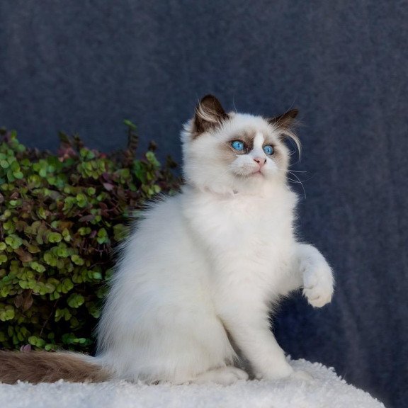 Ragdoll NOV Newton