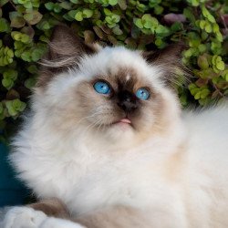 Ragdoll NOV Onix