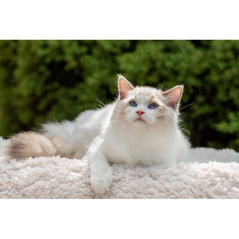Ragdoll NOV Lord