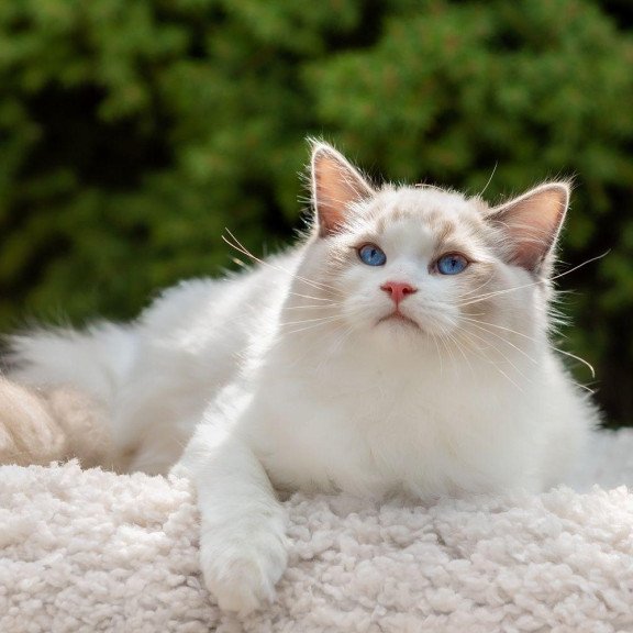 Ragdoll NOV Lord