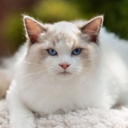 Ragdoll NOV Lord