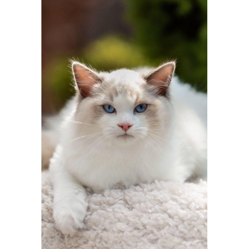 Ragdoll NOV Lord