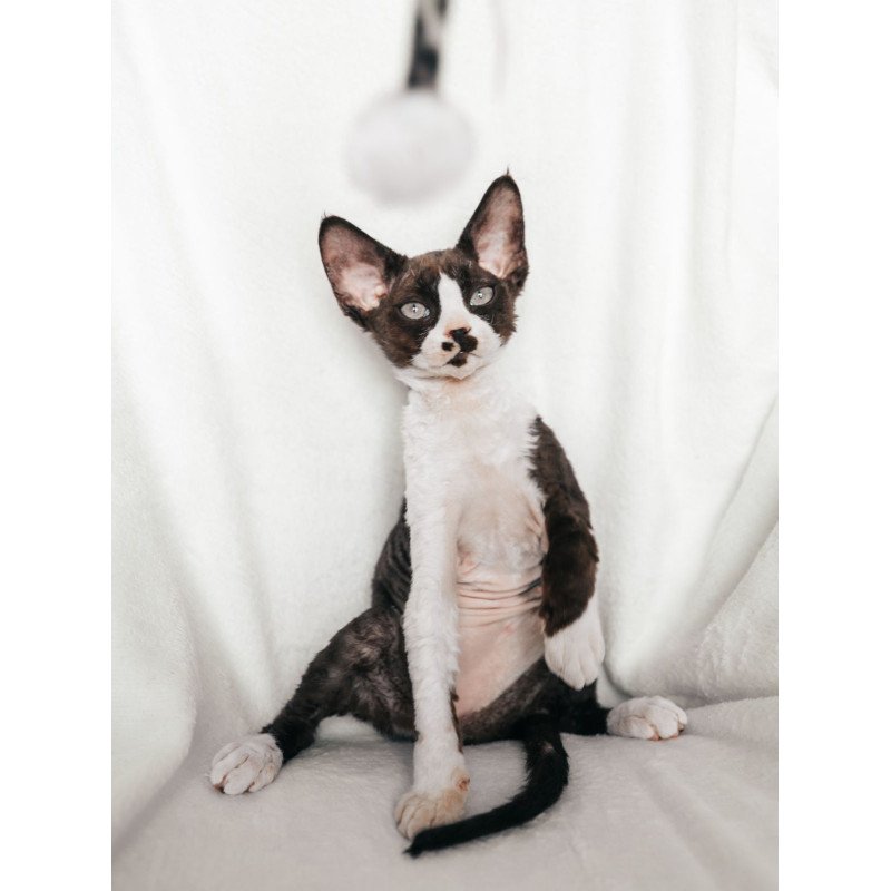 Devon Rex NOV Prince