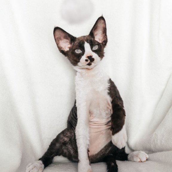 Devon Rex NOV Prince